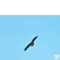 گونه عقاب شاهی Eastern Imperial Eagle